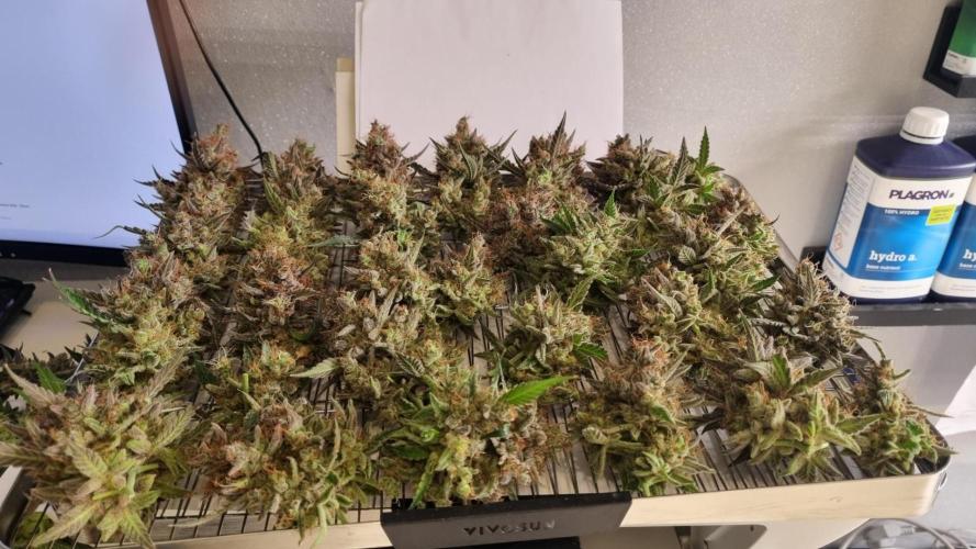 Mendo Guava Automatic. Week 16