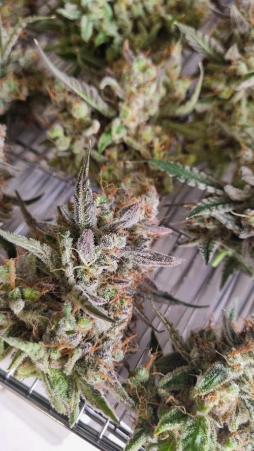 Mendo Guava Automatic. Week 16