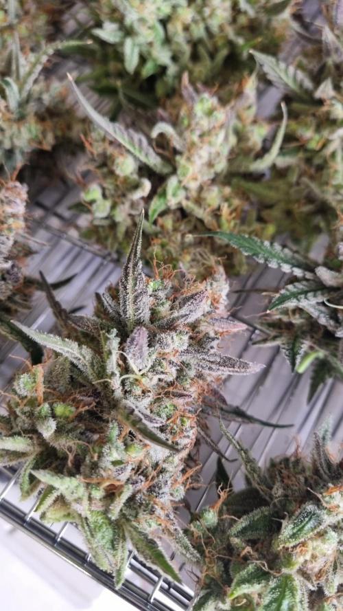 Mendo Guava Automatic. Week 16