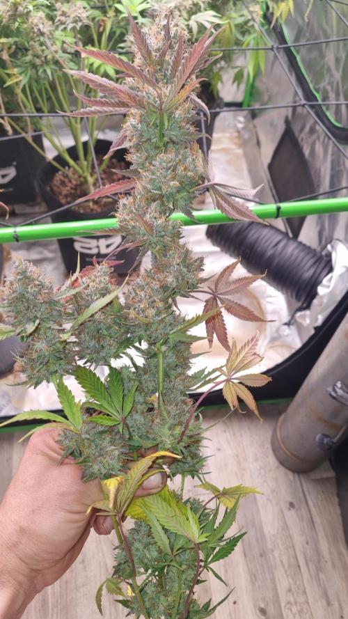 Guava Sundae Automatic. Week 15