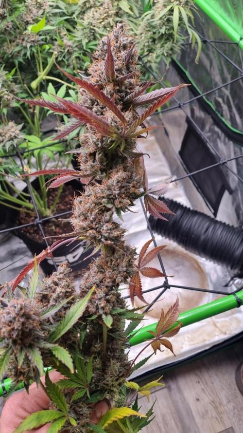 Guava Sundae Automatic. Week 15
