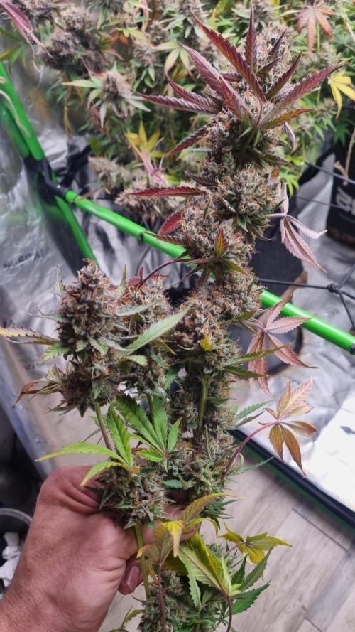 Guava Sundae Automatic. Week 15
