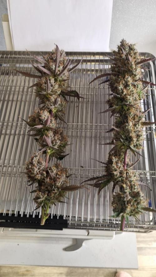Guava Sundae Automatic. Week 15