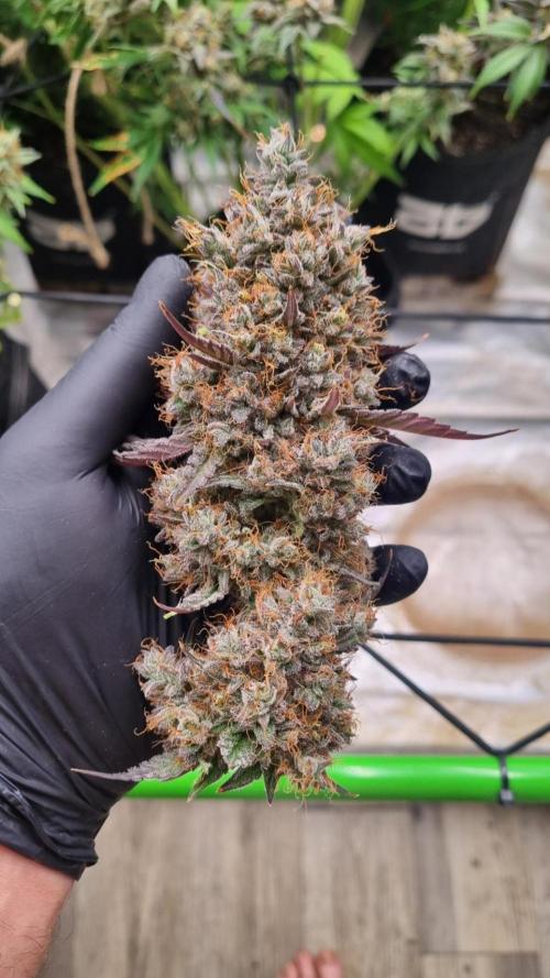 Guava Sundae Auto. Week 15