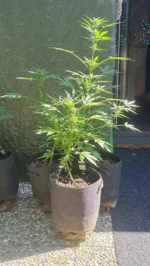 3in1 Outdoor Lemon Cherry Cookies Auto