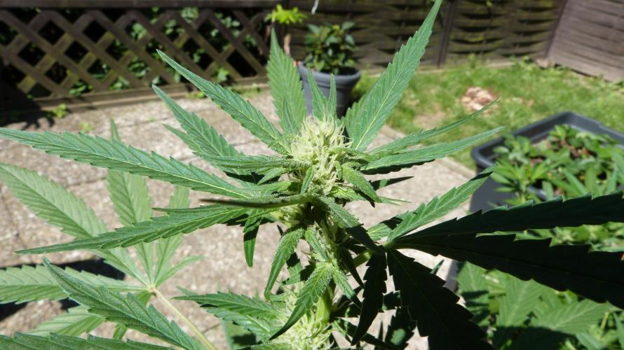 3in1 Outdoor Lemon Cherry Cookies Auto. Week 9