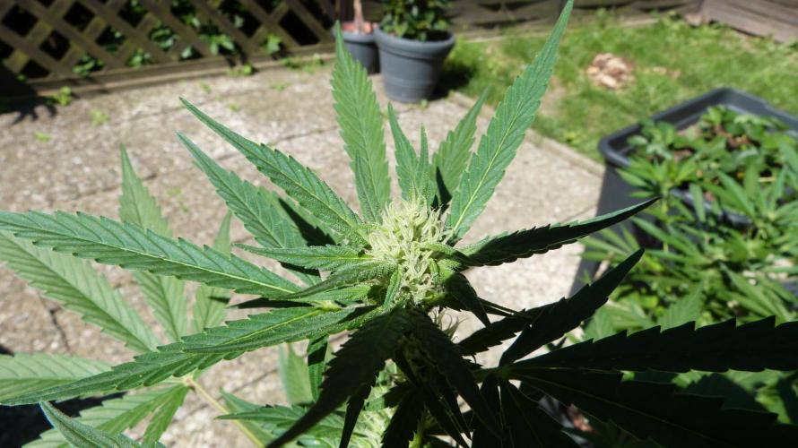 3in1 Outdoor Lemon Cherry Cookies Auto. Week 9