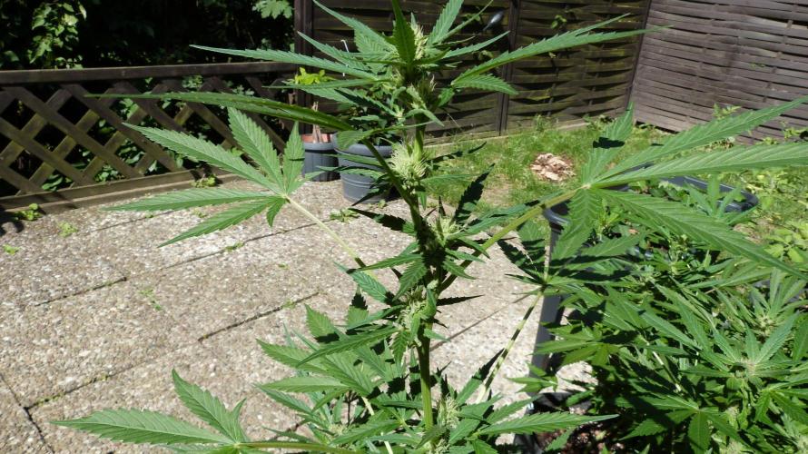 3in1 Outdoor Lemon Cherry Cookies Auto. Week 9