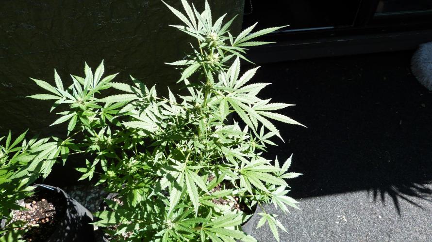 3in1 Outdoor Lemon Cherry Cookies Auto. Week 9