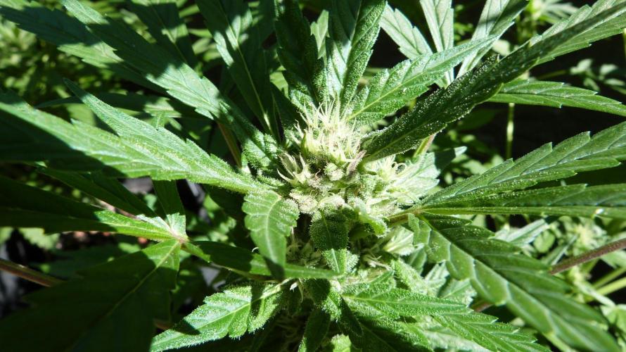3in1 Outdoor Lemon Cherry Cookies Auto. Week 9
