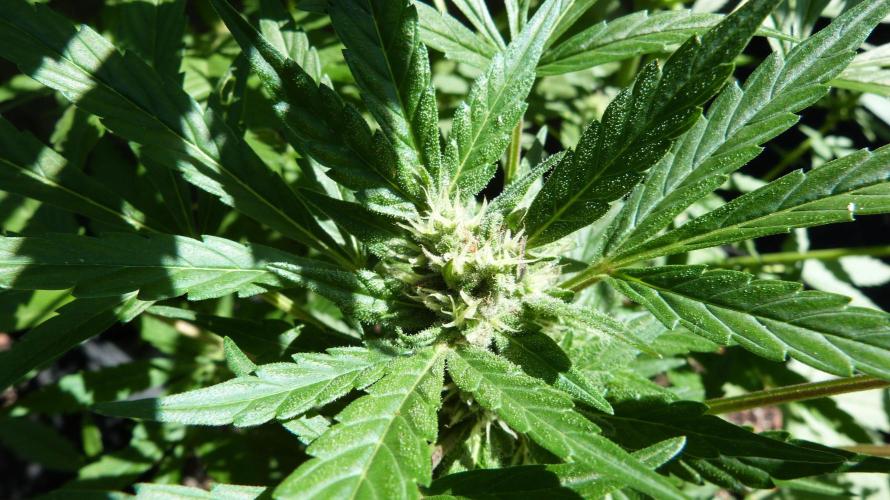 3in1 Outdoor Lemon Cherry Cookies Auto. Week 9