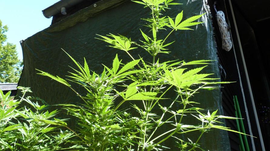 3in1 Outdoor Lemon Cherry Cookies Auto. Week 9