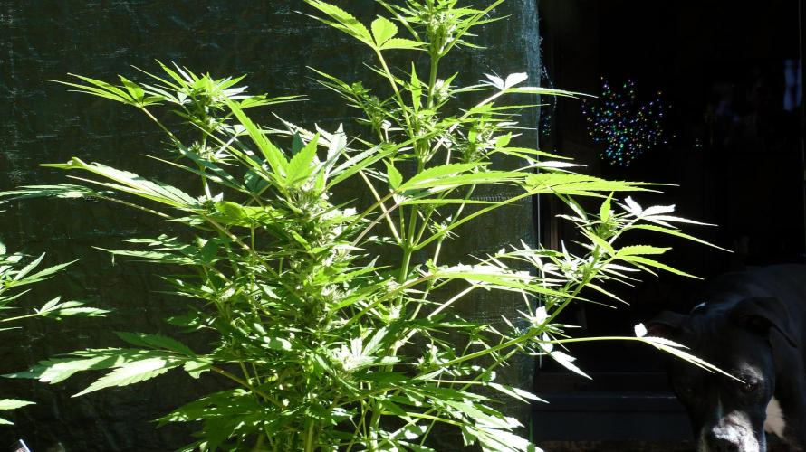 3in1 Outdoor Lemon Cherry Cookies Auto. Week 9