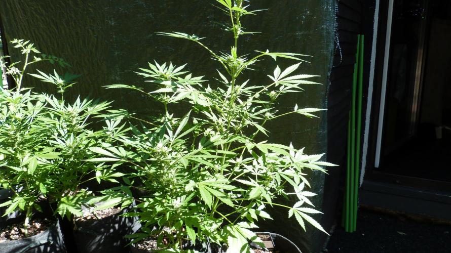 3in1 Outdoor Lemon Cherry Cookies Auto. Week 9