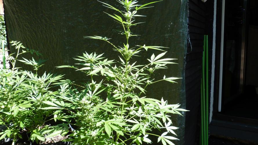 3in1 Outdoor Lemon Cherry Cookies Auto. Week 9