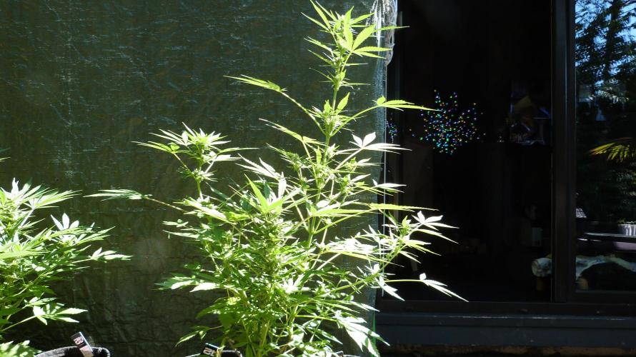 3in1 Outdoor Lemon Cherry Cookies Auto. Week 9