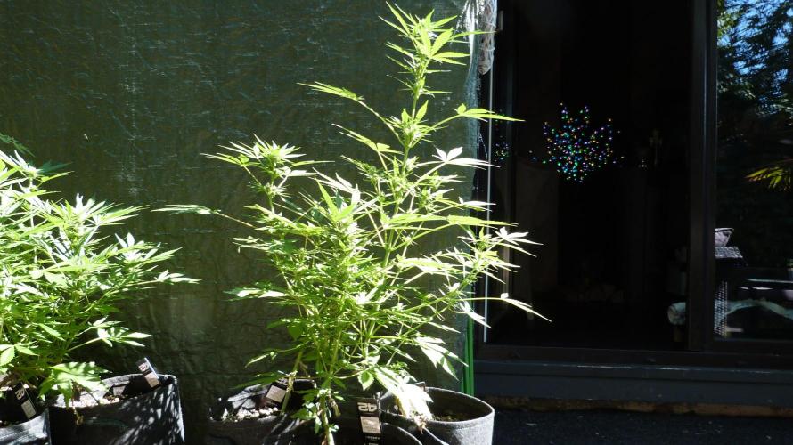 3in1 Outdoor Lemon Cherry Cookies Auto. Week 9