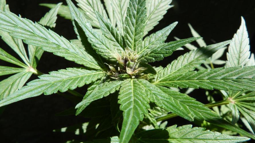 3in1 Outdoor Lemon Cherry Cookies Auto. Week 9