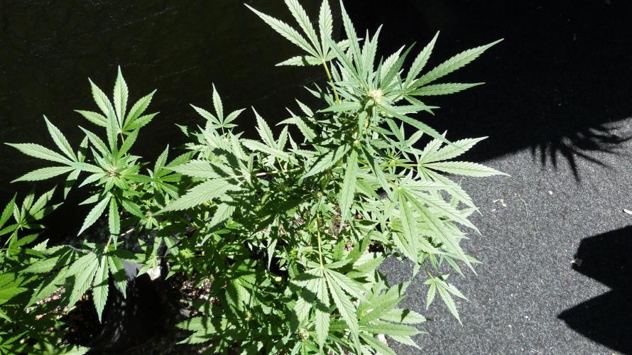 Lemon Cherry Cookies Auto. Week 9