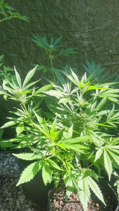 3in1 OUTDOOR Apricot Automatic FastBuds