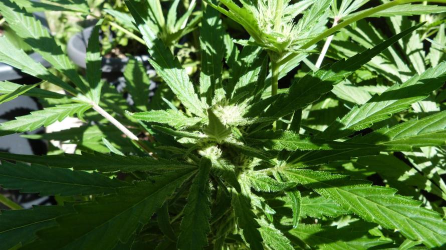 3in1 OUTDOOR Apricot Automatic FastBuds. Week 9