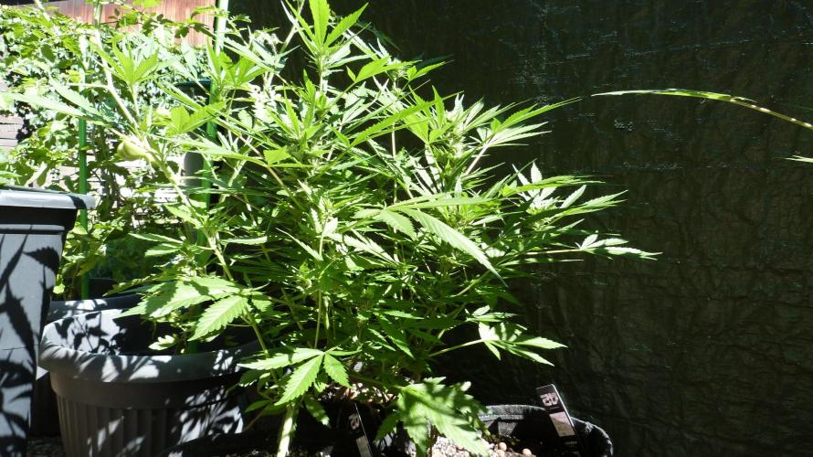 3in1 OUTDOOR Apricot Automatic FastBuds. Week 9