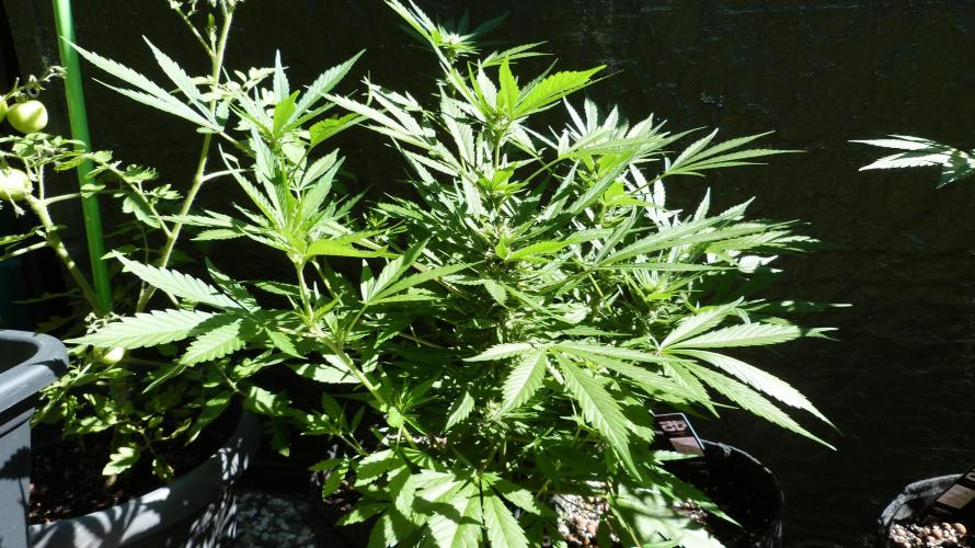 3in1 OUTDOOR Apricot Automatic FastBuds. Week 9