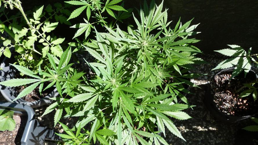 3in1 OUTDOOR Apricot Automatic FastBuds. Week 9