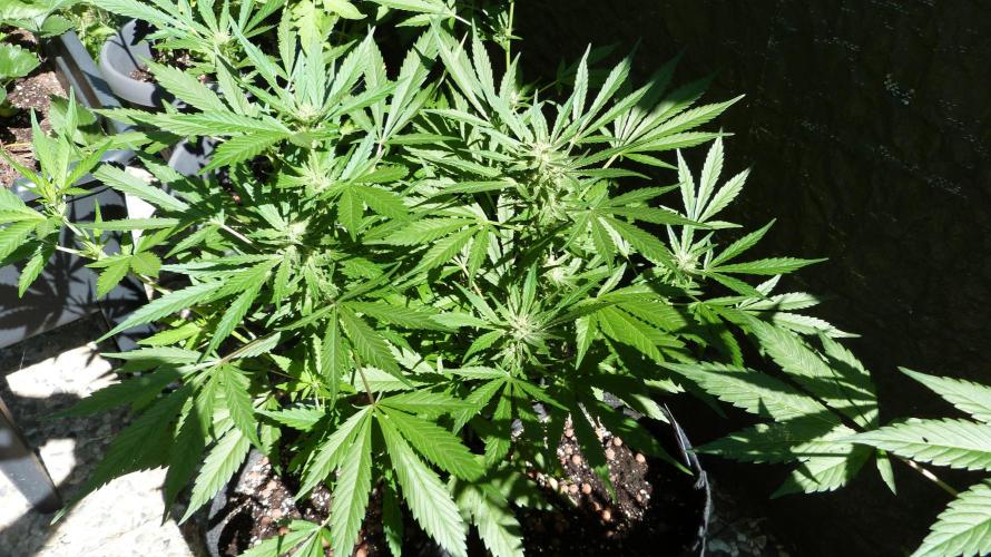 3in1 OUTDOOR Apricot Automatic FastBuds. Week 9