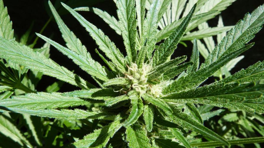3in1 OUTDOOR Apricot Automatic FastBuds. Week 9