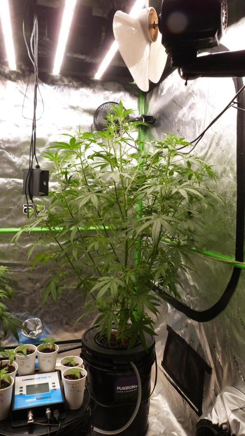 NEW Mango Cherry Runtz Automatic RDWC. Week 7