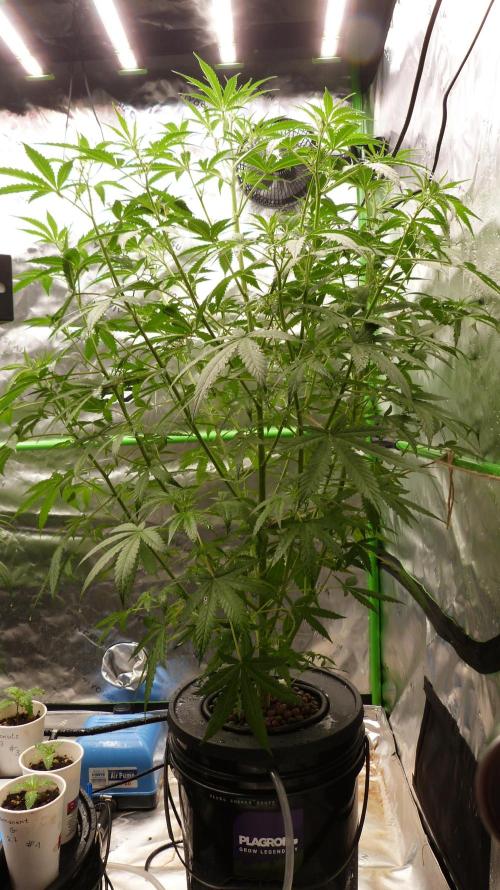 NEW Mango Cherry Runtz Automatic RDWC. Week 7