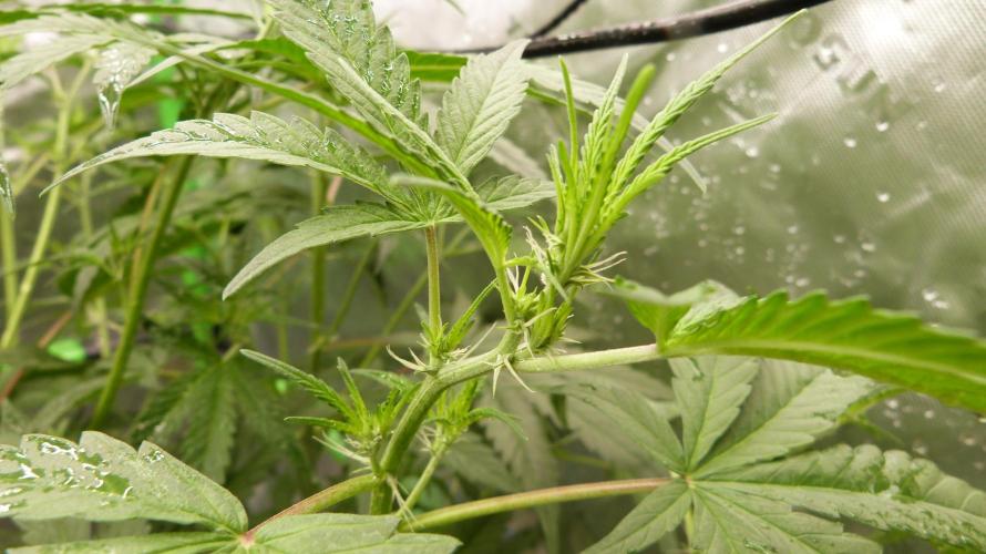 NEW Mango Cherry Runtz Automatic RDWC. Week 7