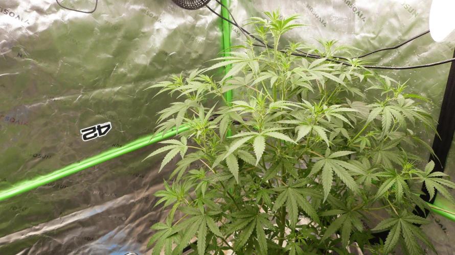 NEW Mango Cherry Runtz Automatic RDWC. Week 7