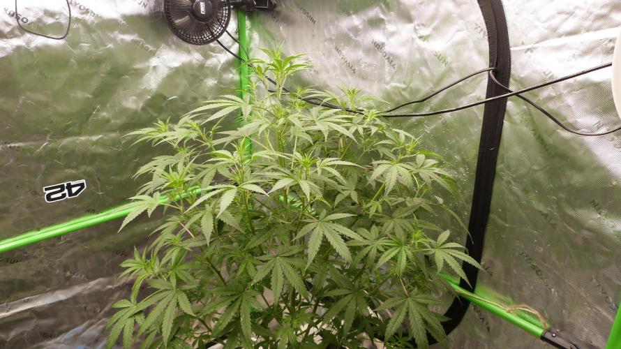 NEW Mango Cherry Runtz Automatic RDWC. Week 7