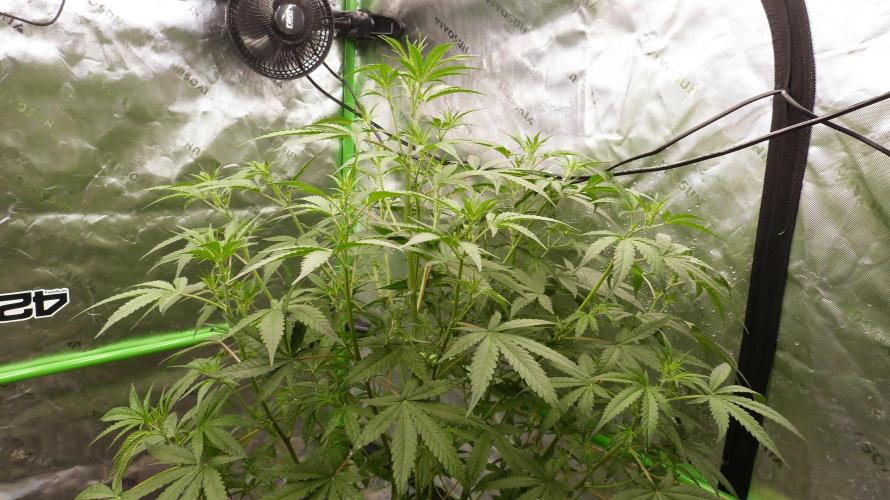 NEW Mango Cherry Runtz Automatic RDWC. Week 7