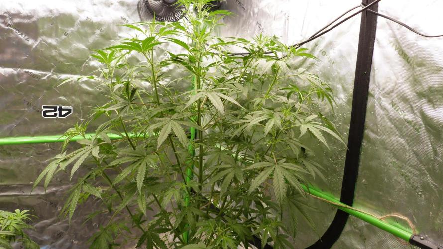 NEW Mango Cherry Runtz Automatic RDWC. Week 7