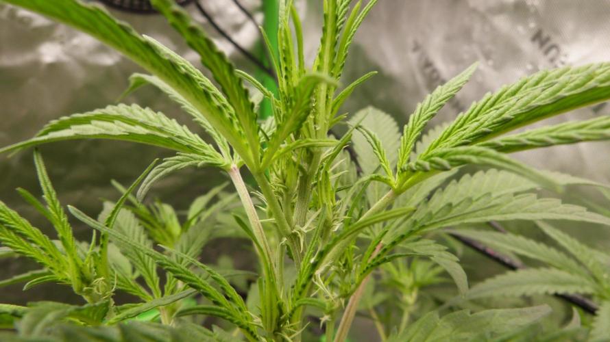 NEW Mango Cherry Runtz Automatic RDWC. Week 7