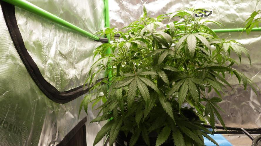 NEW Lemon Cherry Sundae RDWC. Week 7