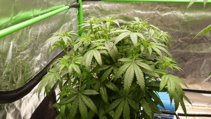 NEW Lemon Cherry Sundae RDWC. Week 7
