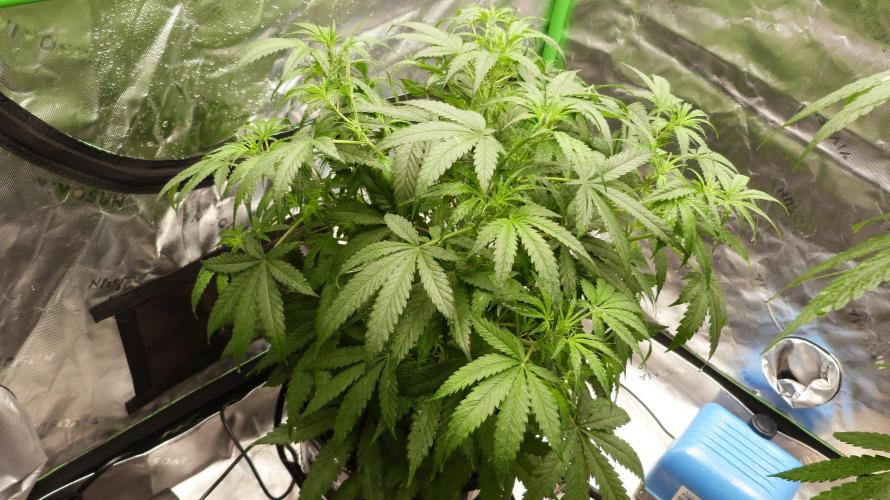 NEW Lemon Cherry Sundae RDWC. Week 7