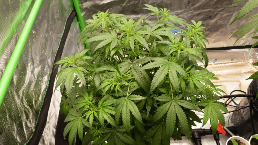 NEW Lemon Cherry Sundae RDWC. Week 7