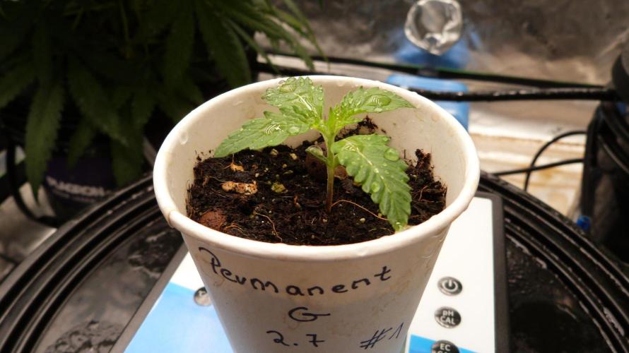 GoodGenetix Permanent-G Automatic. Week 2