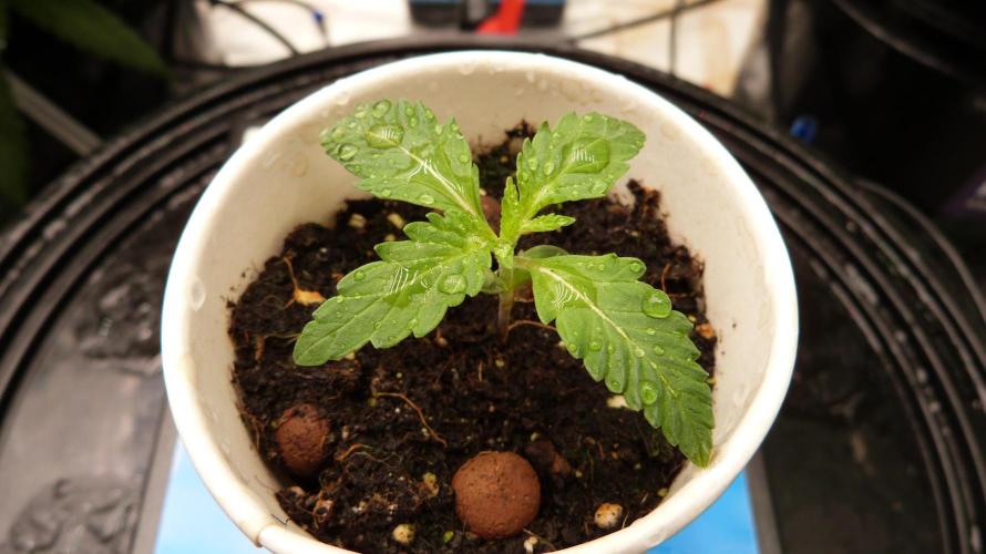GoodGenetix Permanent-G Automatic. Week 2