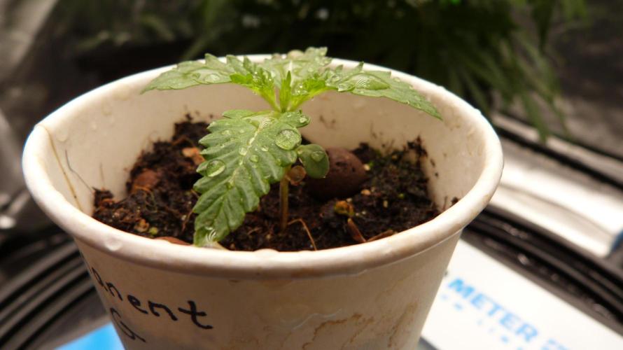 GoodGenetix Permanent-G Automatic. Week 2