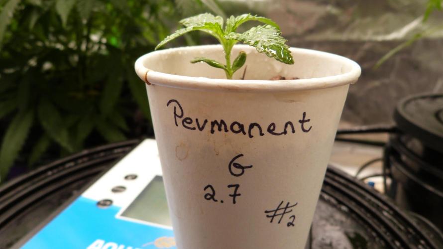 GoodGenetix Permanent-G Automatic. Week 2