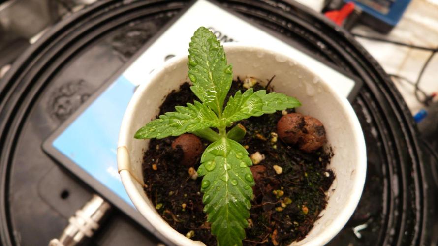 GoodGenetix Permanent-G Automatic. Week 2