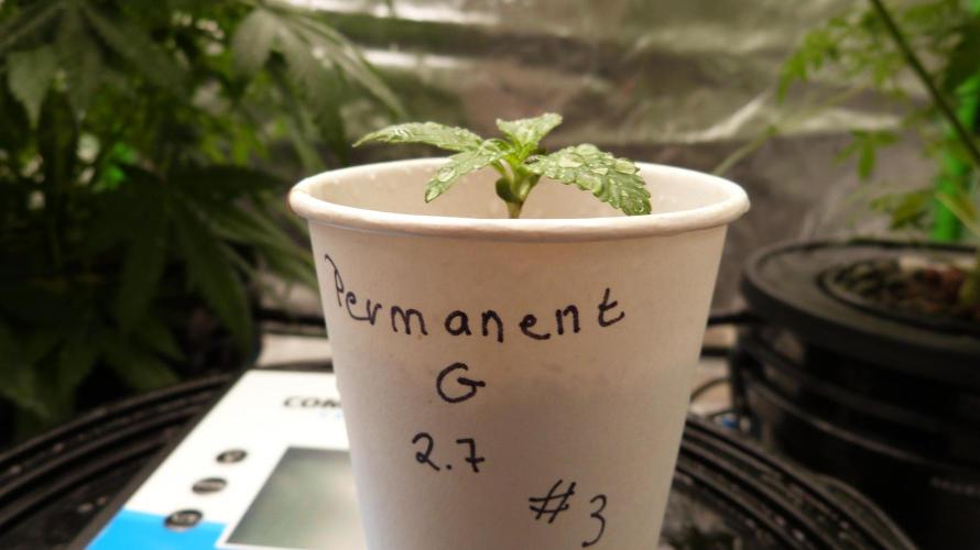 GoodGenetix Permanent-G Automatic. Week 2