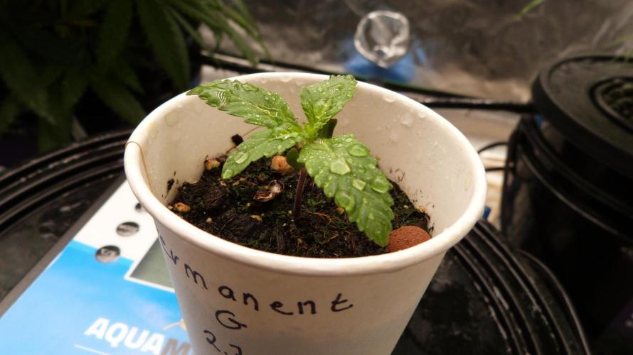 GoodGenetix Permanent-G Automatic. Week 2
