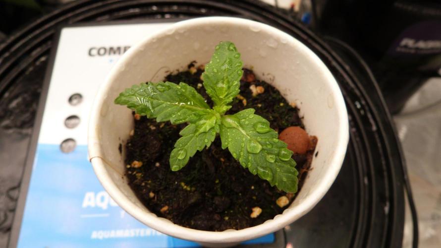 GoodGenetix Permanent-G Automatic. Week 2